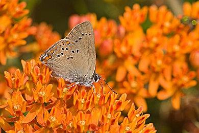 欢乐向玩家对战游戏《拇指坦克》现已推出试玩Demo 预计12月5日推出正式版