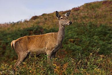 索尼发布PS Plus广告 数百款游戏带你冒险