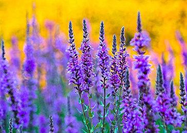 粉丝用虚幻5引擎打造《古墓丽影》 画面出色